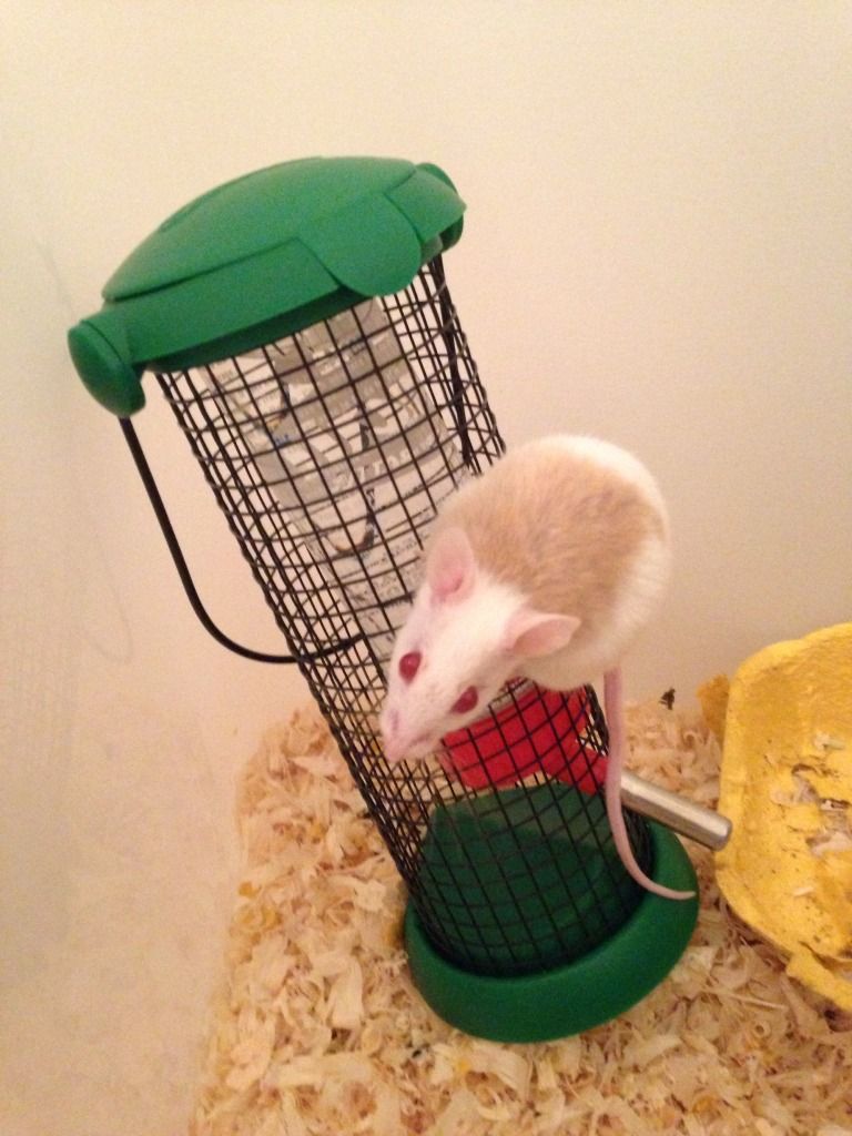 Cool water drinking idea for rat/mice/multis... Reptile Forums