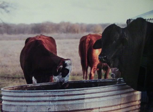 Cattle at  Water Trough, Lago, Texas