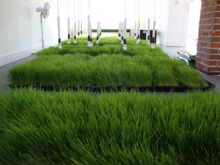 Light Green Dark Green interior