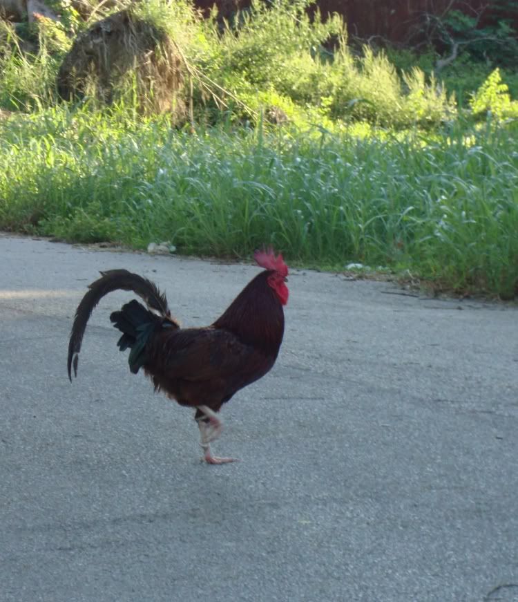 rooster on Beachton