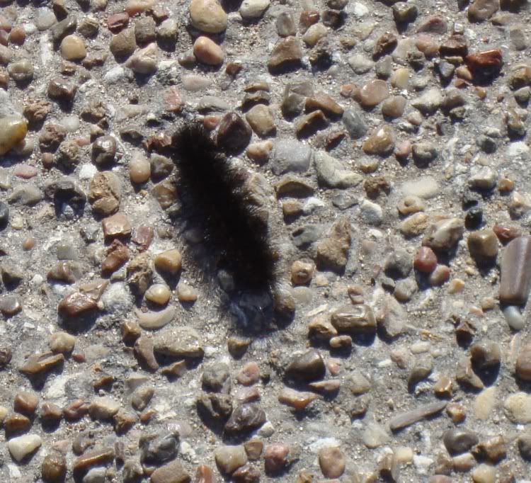 caterpillar on maury