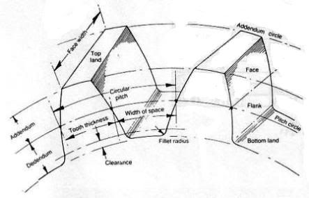 dedendum
