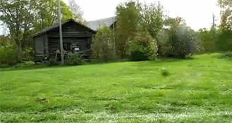 funny dog gif photo: Dog Doggie Dogs Puppy Puppies Mows Mowing Lawn Riding Lawnmower funny animal animals animated animation animations gif gifs LOL cute laughs laugh laughing DogMowsLawn.gif