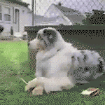 Funny_dog_by_Abu_Hany.gif