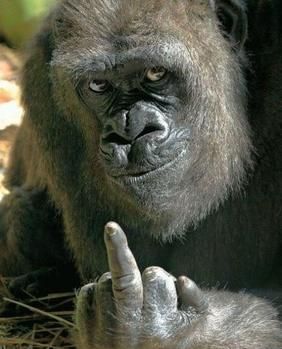 GorillaFinger.jpg