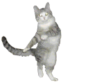 happy dance gif photo: Cat Happy Dance Dancing Rock n Roll Party Cats icon icons emoticon emoticons animated animation animations gif gifs kitten kittens animal animals cats38.gif