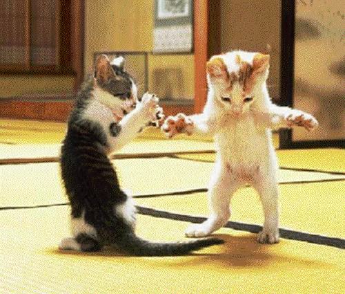 funny cat gif photo: cat cats kitty kitten kittens funny animal animals gif gifs animated animation animations dance dancing cid_8_2878409124web120614_mail_ne1_yahoo.gif