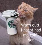 Cat Funny Coffee Starbucks Good Morning Cats LOL Laughs Laughing icon icons emoticon emoticons animated animation animations gif gifs Pictures, Images and Photos