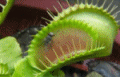 plant animation photo: Carnivorous Man Eating Plant Audrey Little Shop of Horrors Eats Fly Real Smiley Smilie Smileys Smilies Emoticon Emoticons Animated Animation Animations Gif gifs Happy Halloween 0001.gif