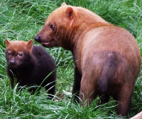 bush dog pup