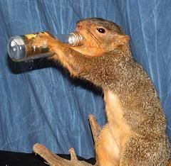 Squirrel Drinking Eggnog