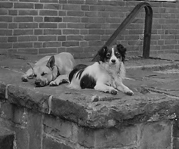 Pete and Diddy, Honorary Sqn Members 1952, Pete and Diddy were our Squadron Mascots at 20 Armd Bde Signals. Here they are outside the Signal Centre, there usual hangout waiting for some 'goodies'.