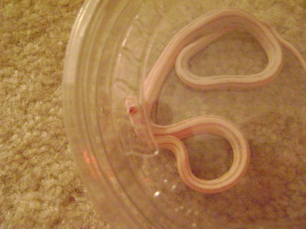 cornsnake017.jpg