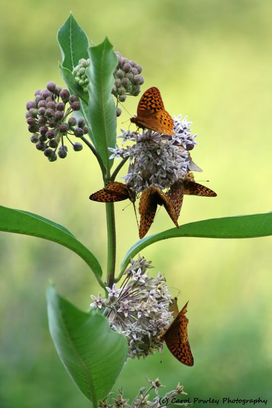 Great - spangled Fritillaries on milkweed Pictures, Images and Photos