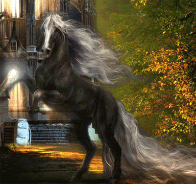 beautiful horse Pictures, Images and Photos