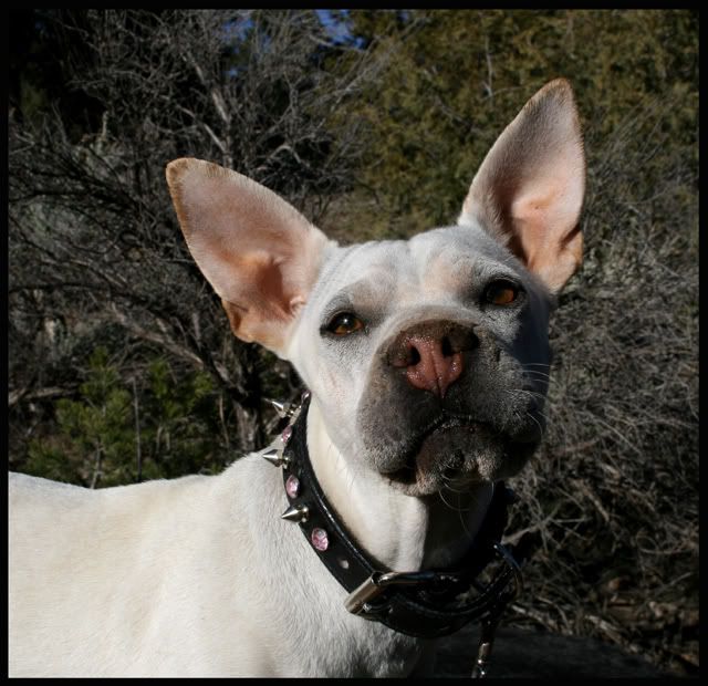 Thread: Spike Collars/Harness vs Nylon/Leather