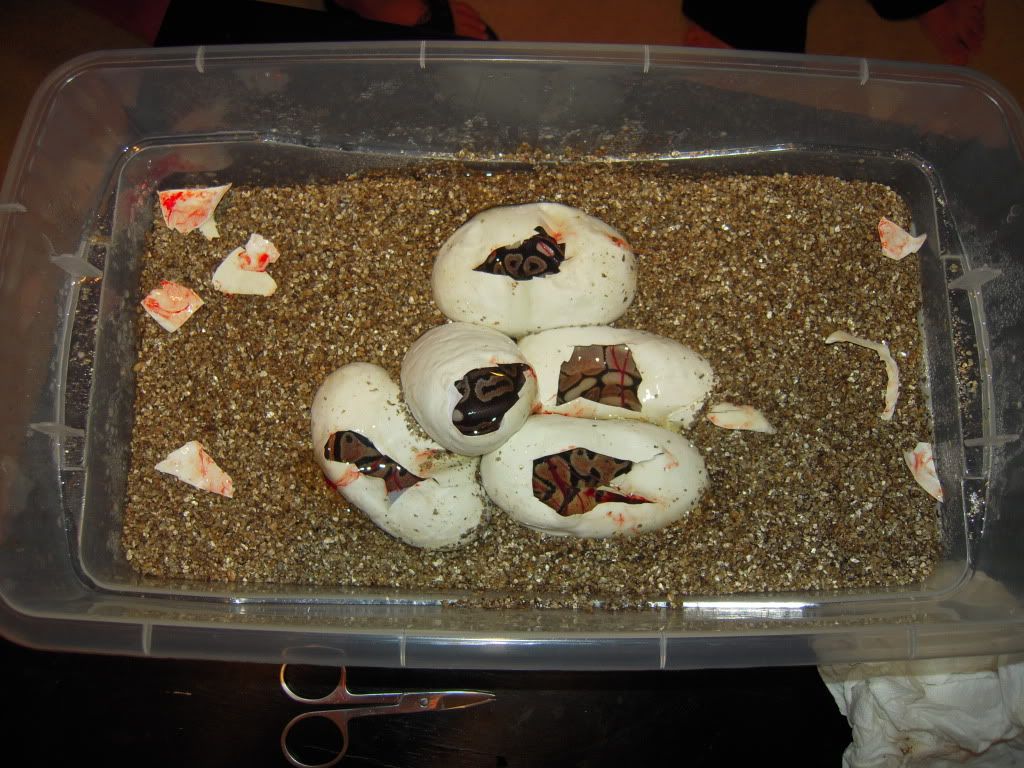 DSCN2987.jpg