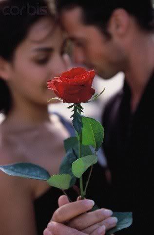 Single Red Rose Pictures, Images and Photos