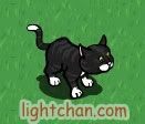 farmville_black_cat