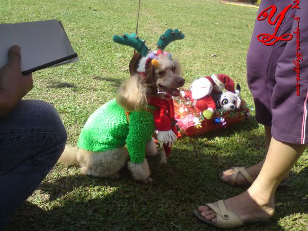 reindeer poodle