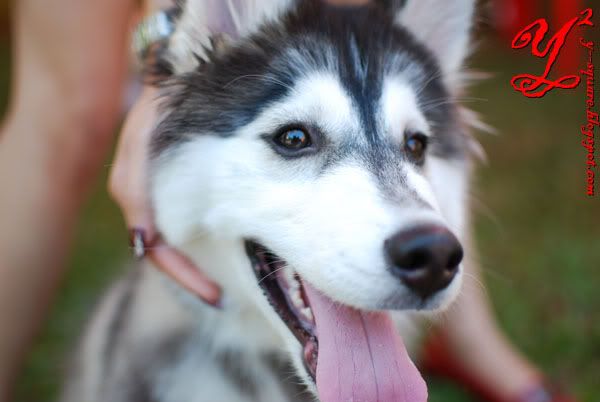 siberian husky