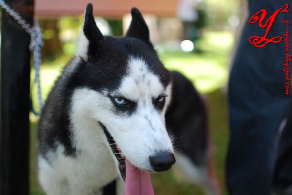 siberian husky