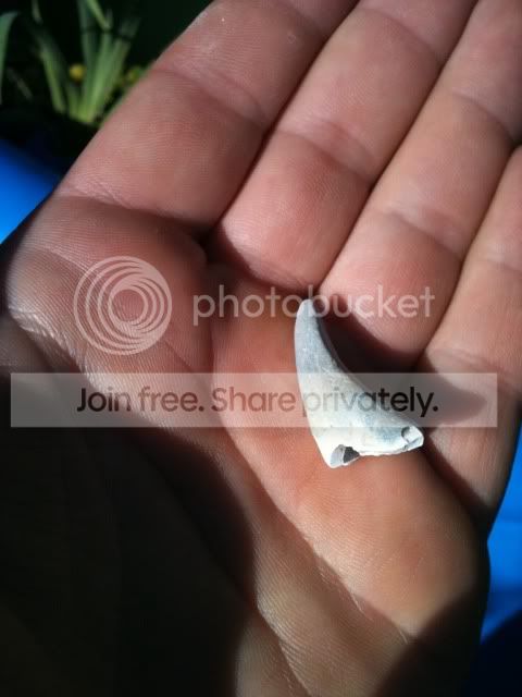 Found A Tooth Collecting Seashells - Fossil ID - The Fossil Forum